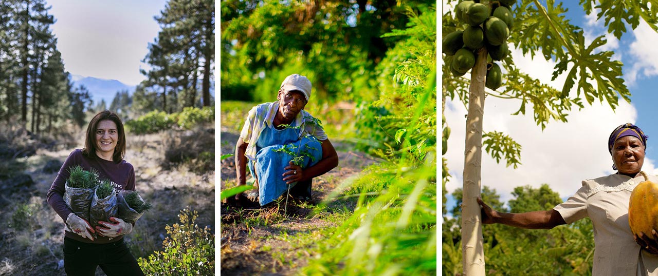 plant trees