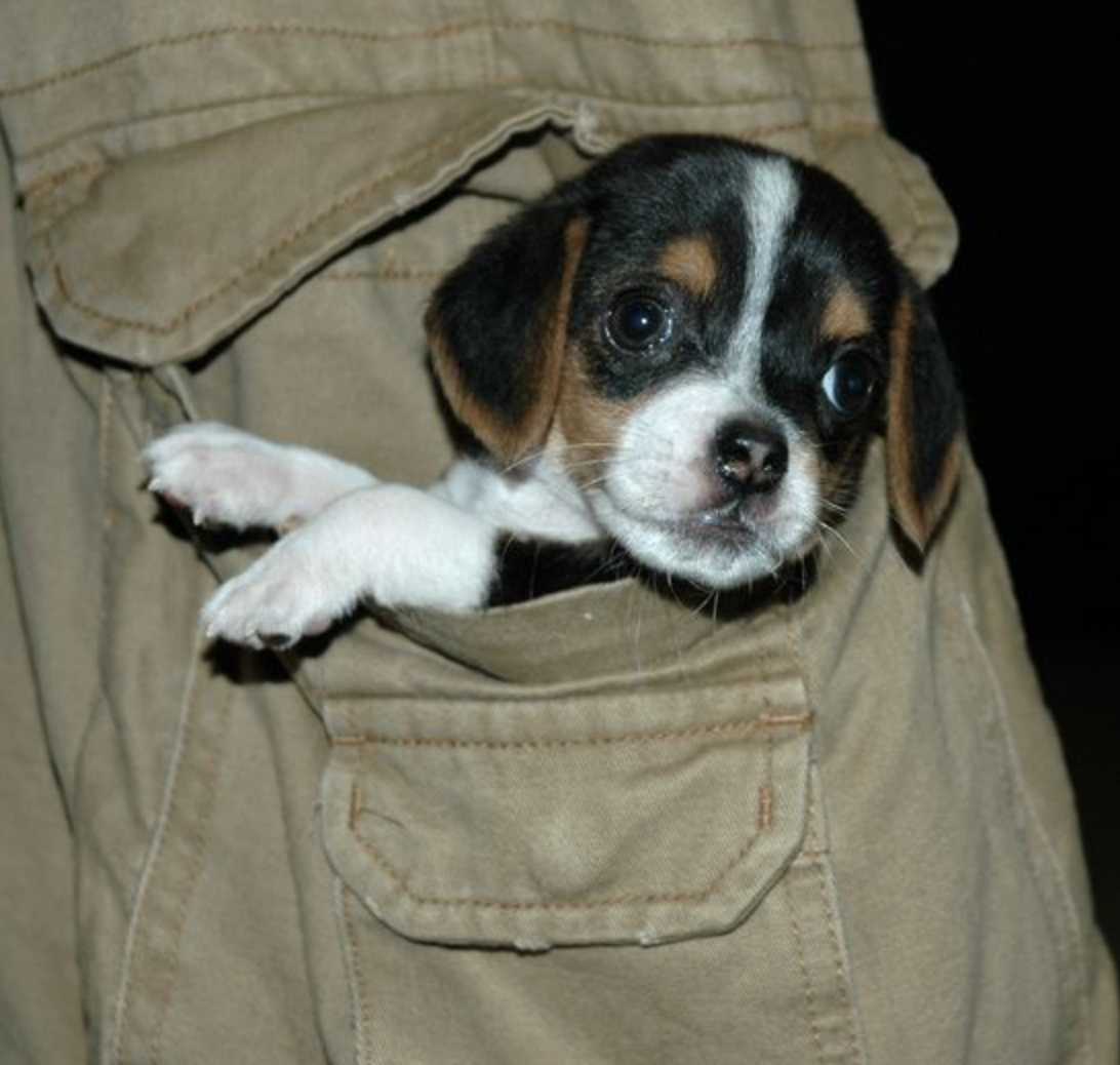 cute tiny dog
