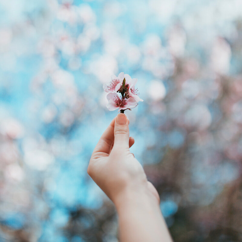Cherry Blossom