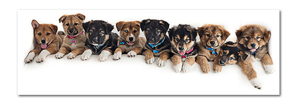 cute puppies that are mutts