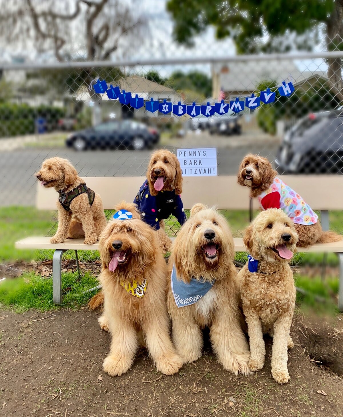 Penny and pals at her Bark Mitzvah
