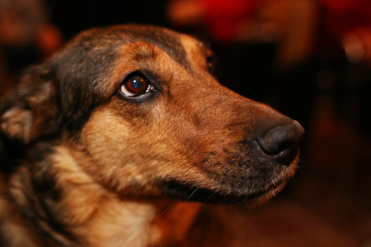 cute dog picture