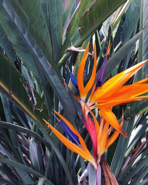 La Jolla, California landscape