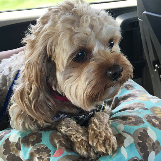 Cavapoo