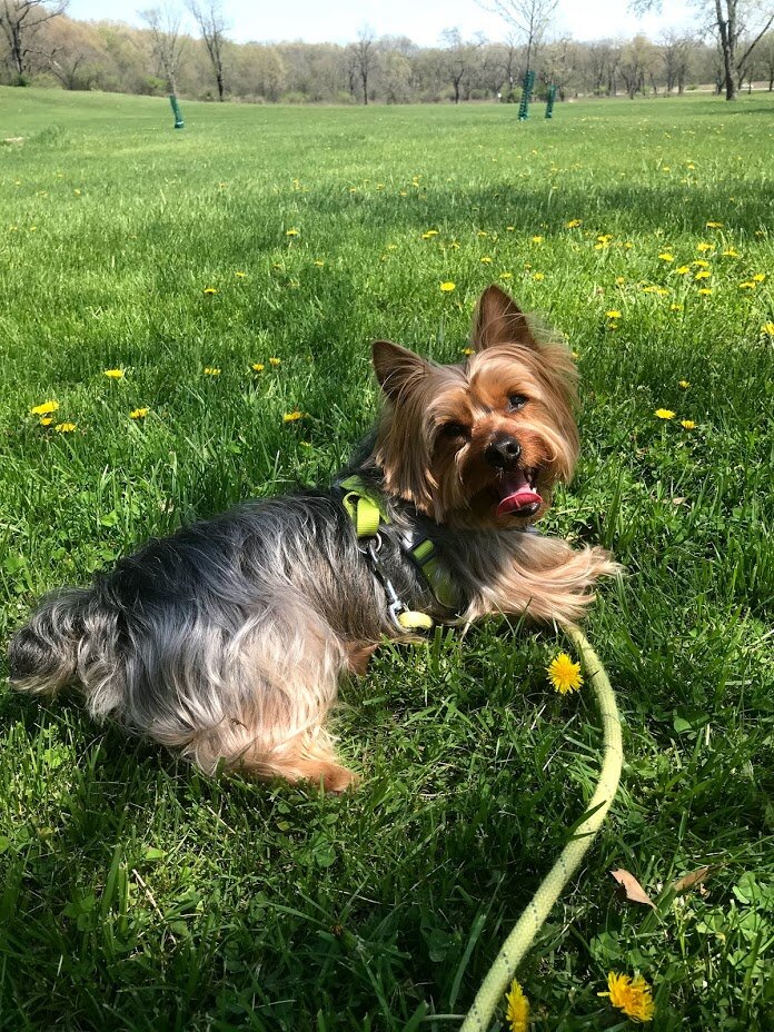 Yorkshire Terrier