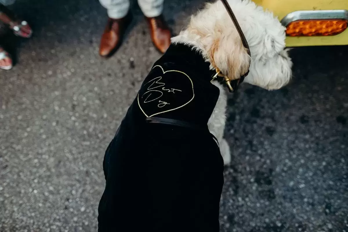 give your dog their rightful place by naming them your best dog