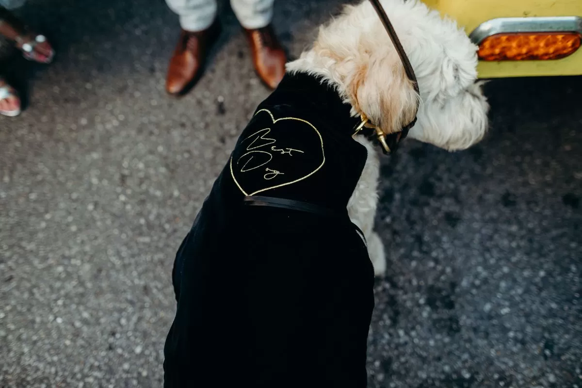 give your dog their rightful place by naming them your best dog