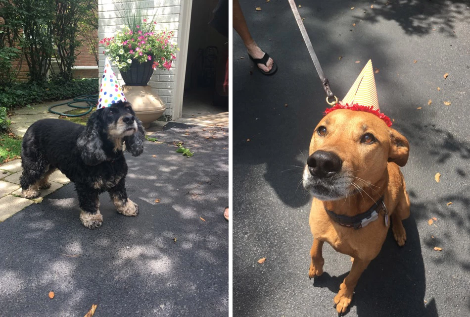 how to throw a dog birthday party