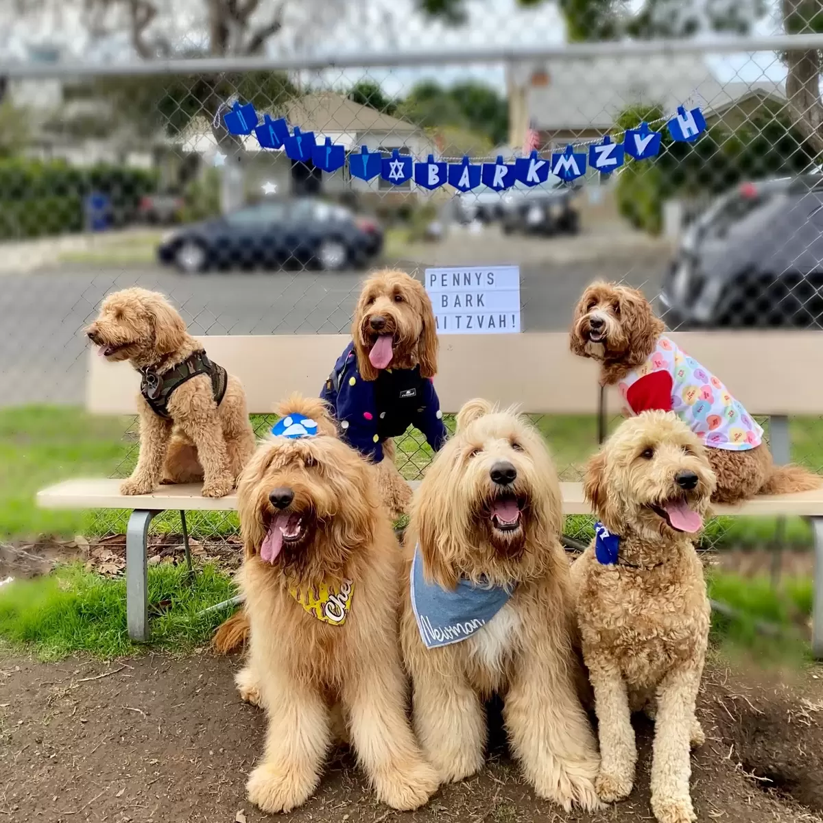 Real Party: Bark Mitzvah with custom accessories from For Your Party